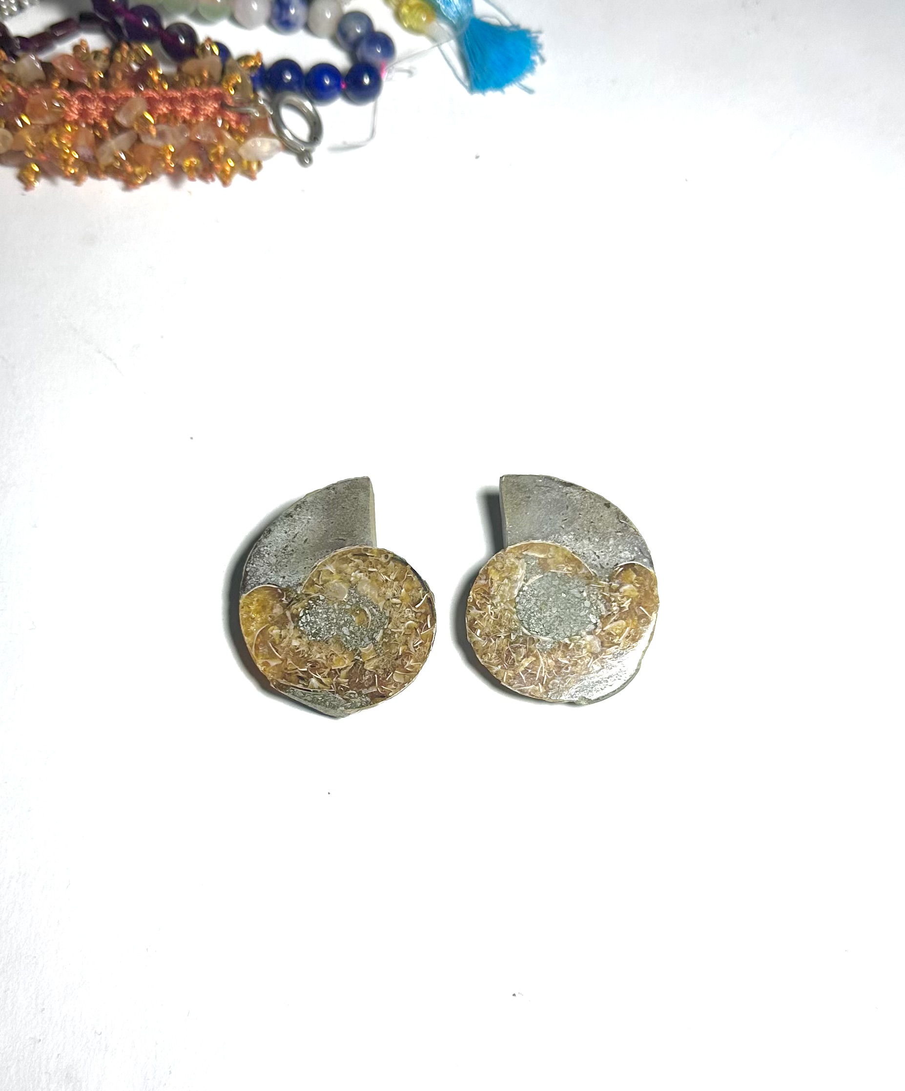 Yatay Kesit Doğal Amonit Fosili