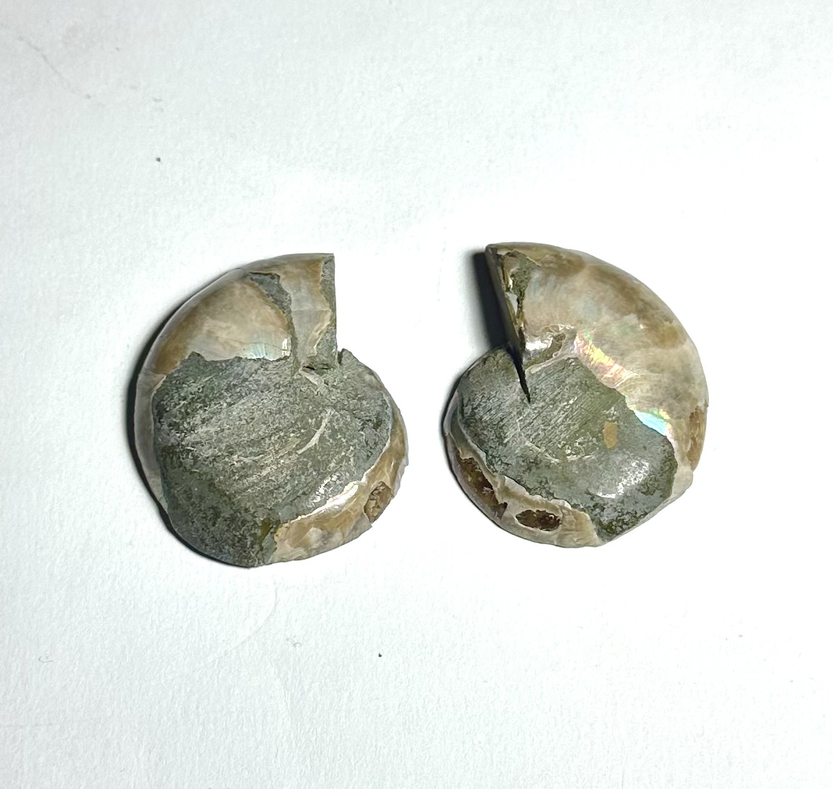 Yatay Kesit Doğal Amonit Fosili