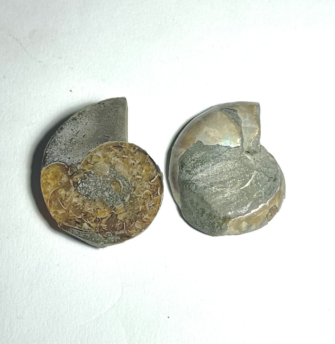 Yatay Kesit Doğal Amonit Fosili