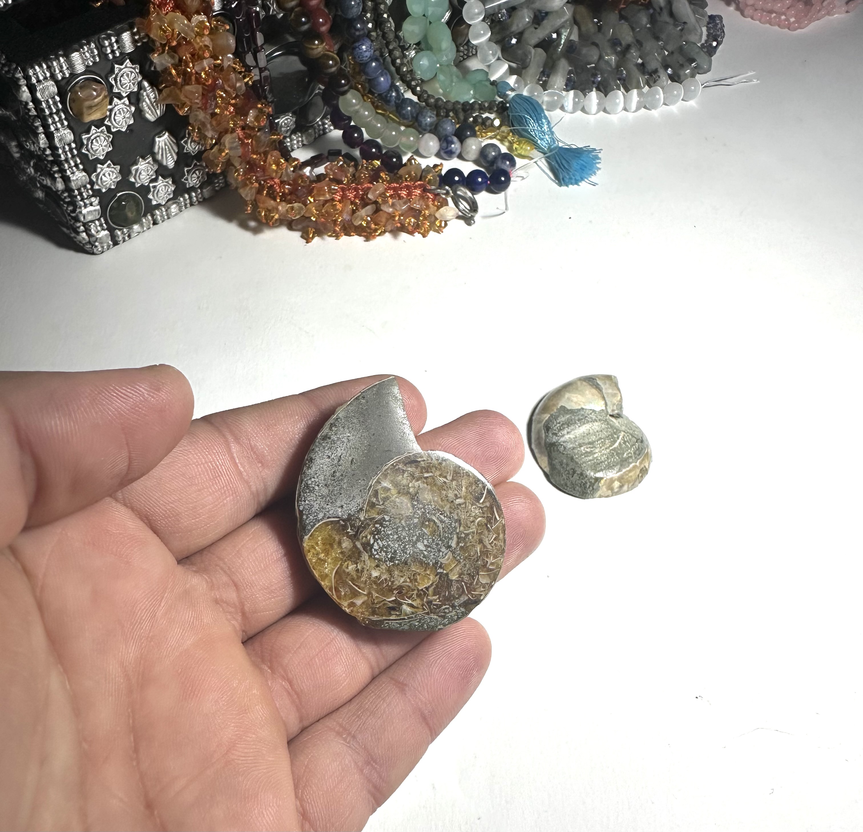 Yatay Kesit Doğal Amonit Fosili