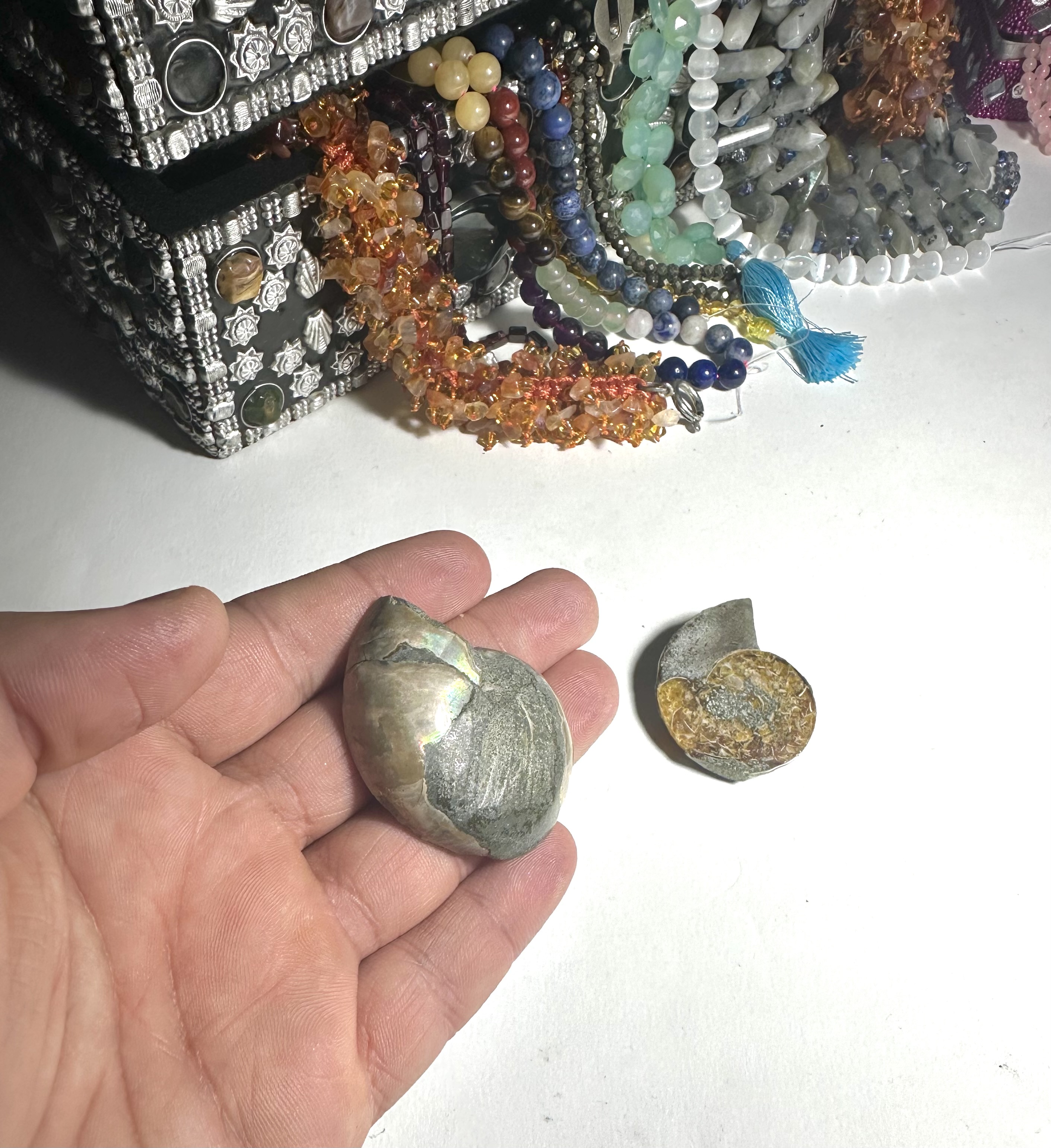 Yatay Kesit Doğal Amonit Fosili