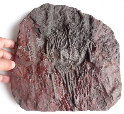 crinoid, krinoid, fosil, fossil, Scyphocrinites elegans, Ordovicyan dönemi